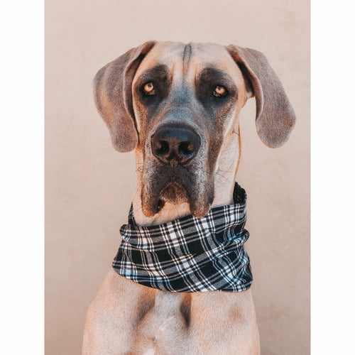 Blackberry Dog Scarf